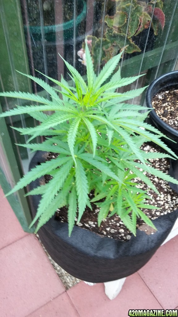 Vegetative Stage Outdoors