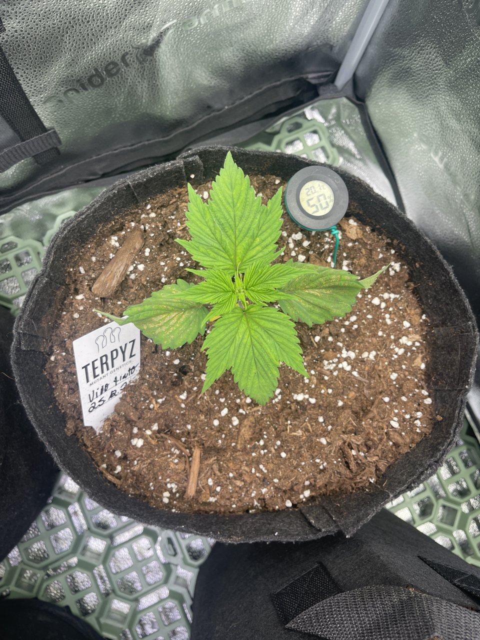 Vinto Tinto mutation - day 22 - top view
