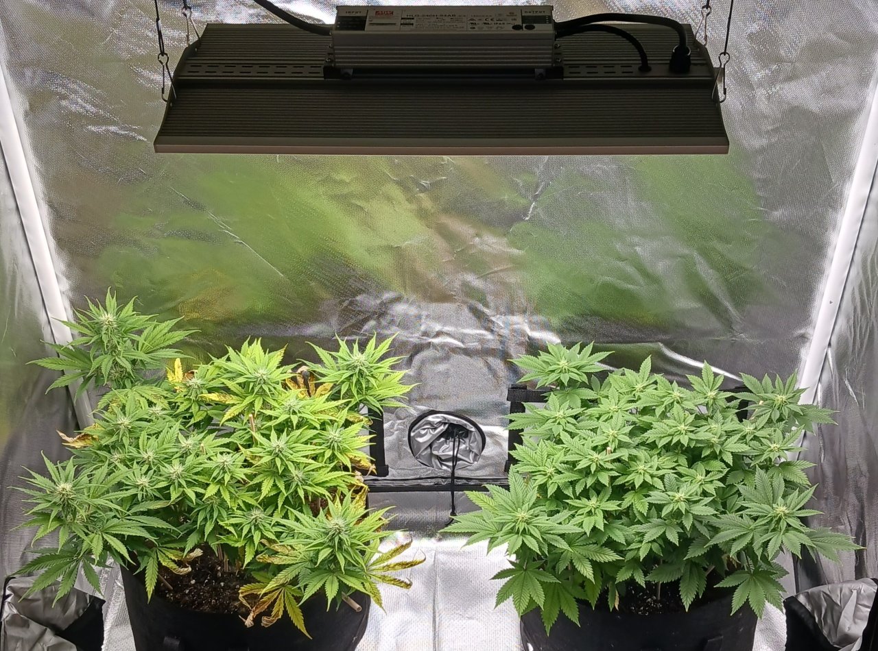 Viparspectra Grow 01 March 2023.jpg
