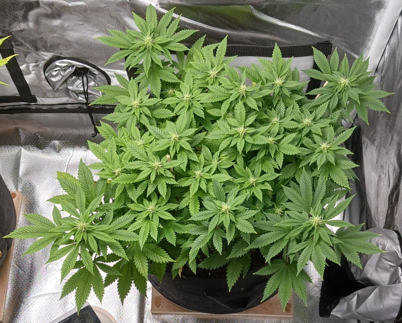 Viparspectra Grow 02 March 2023 Blueberry.jpg