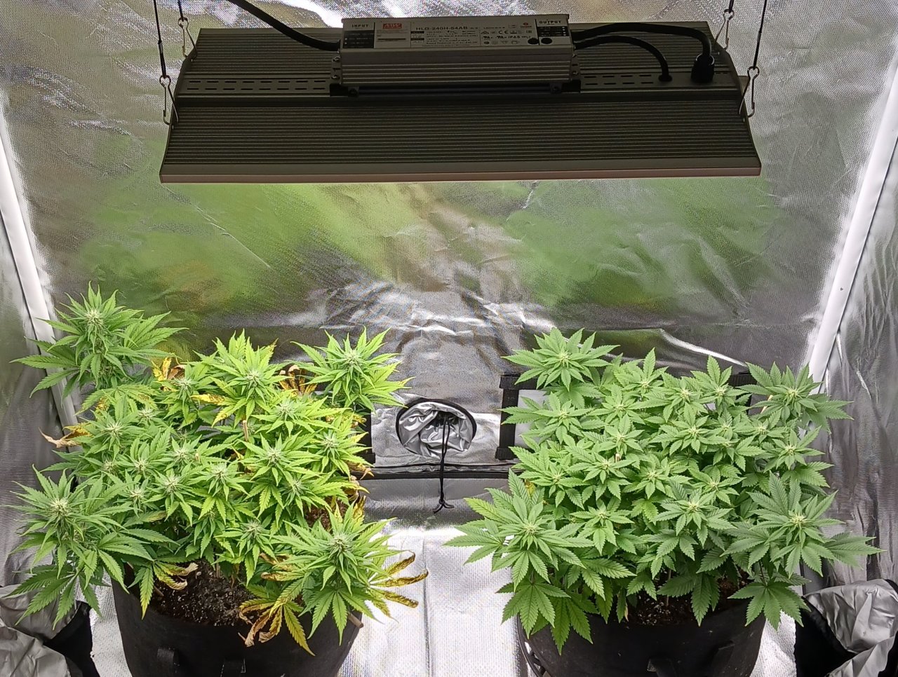 Viparspectra Grow 02 March 2023.jpg