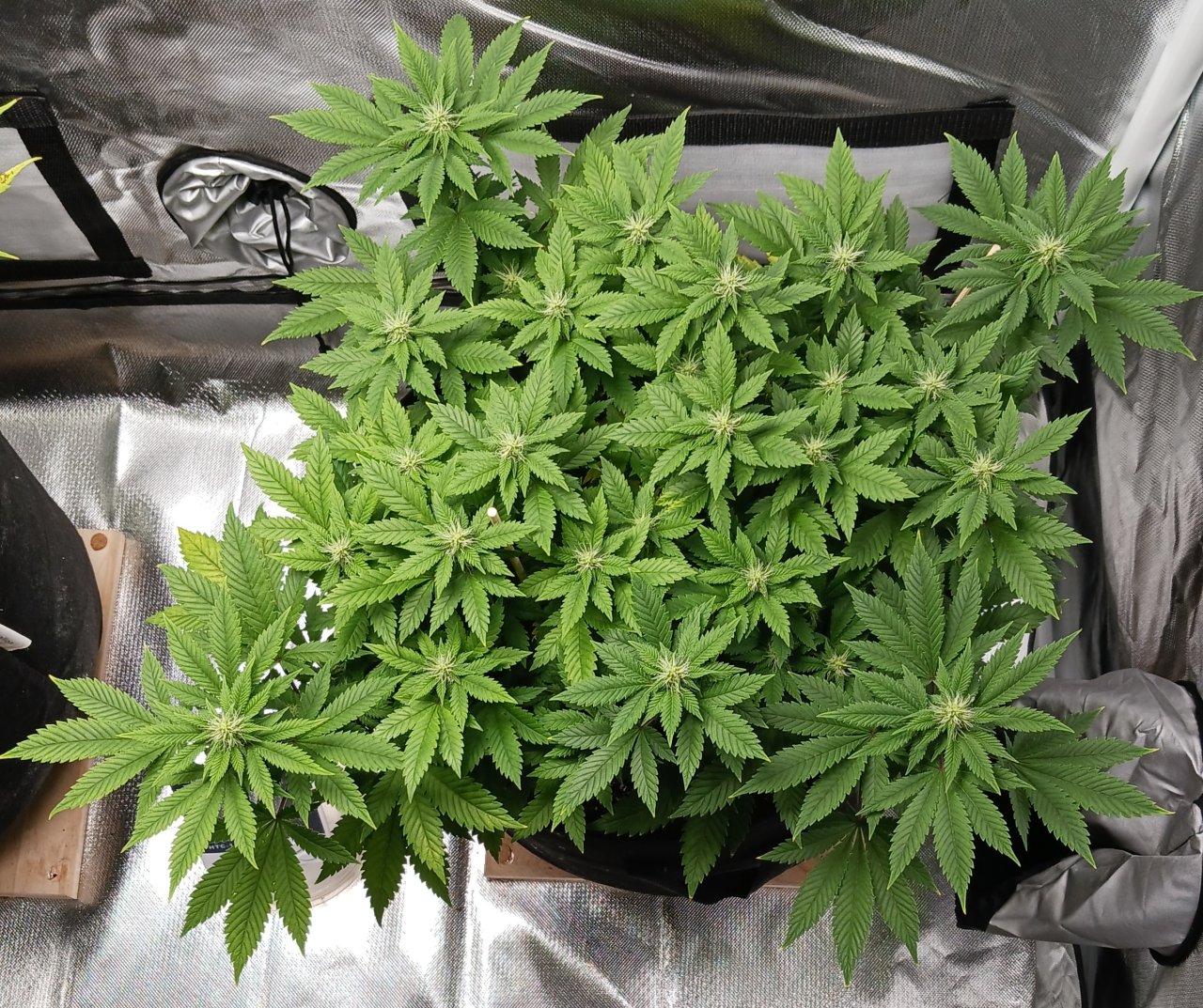 Viparspectra Grow 03 March 2023 Blueberry.jpg