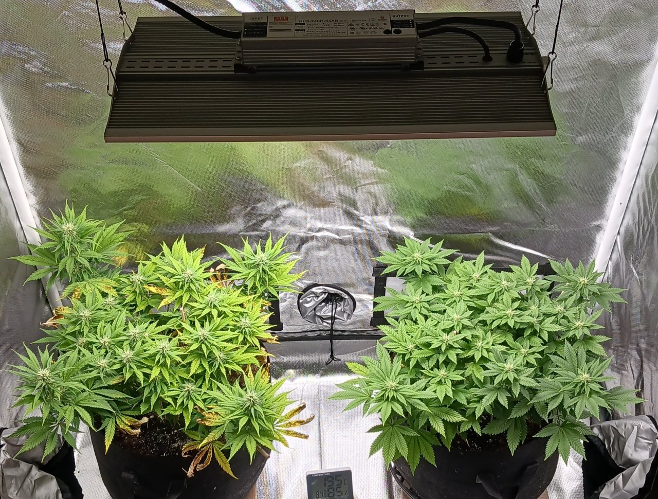Viparspectra Grow 03 March 2023.jpg