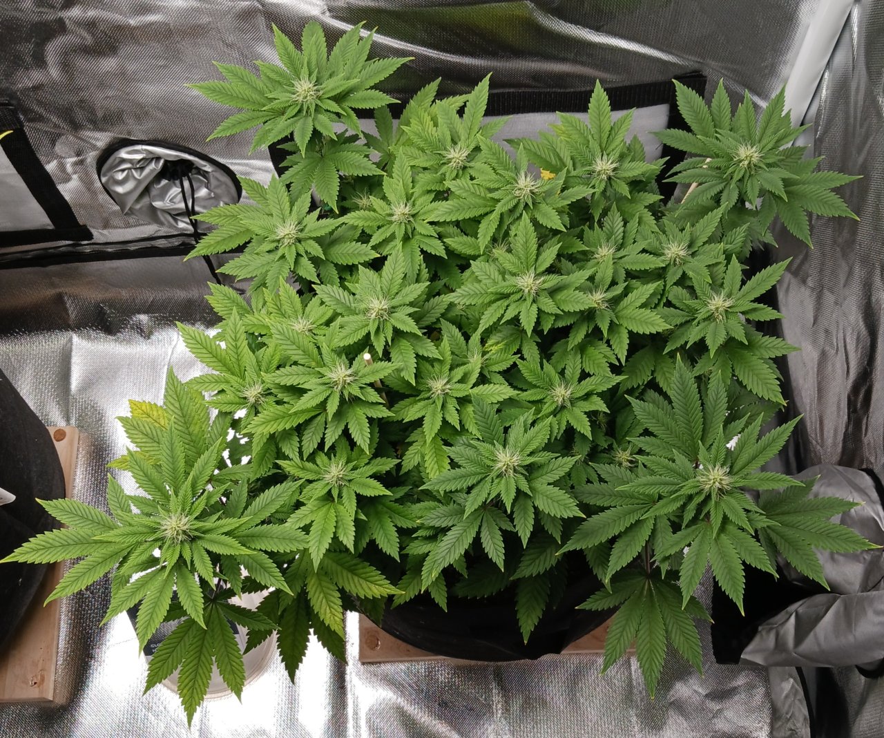 Viparspectra Grow 04 March 2023 Blueberry.jpg