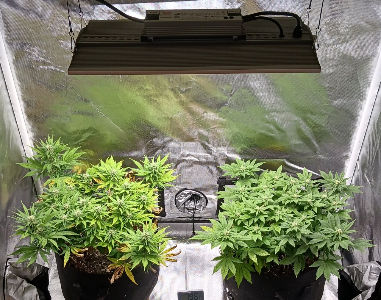 Viparspectra Grow 04 March 2023.jpg