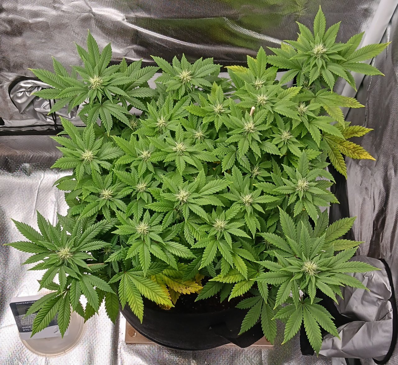 Viparspectra Grow 05 March 2023 Blueberry.jpg