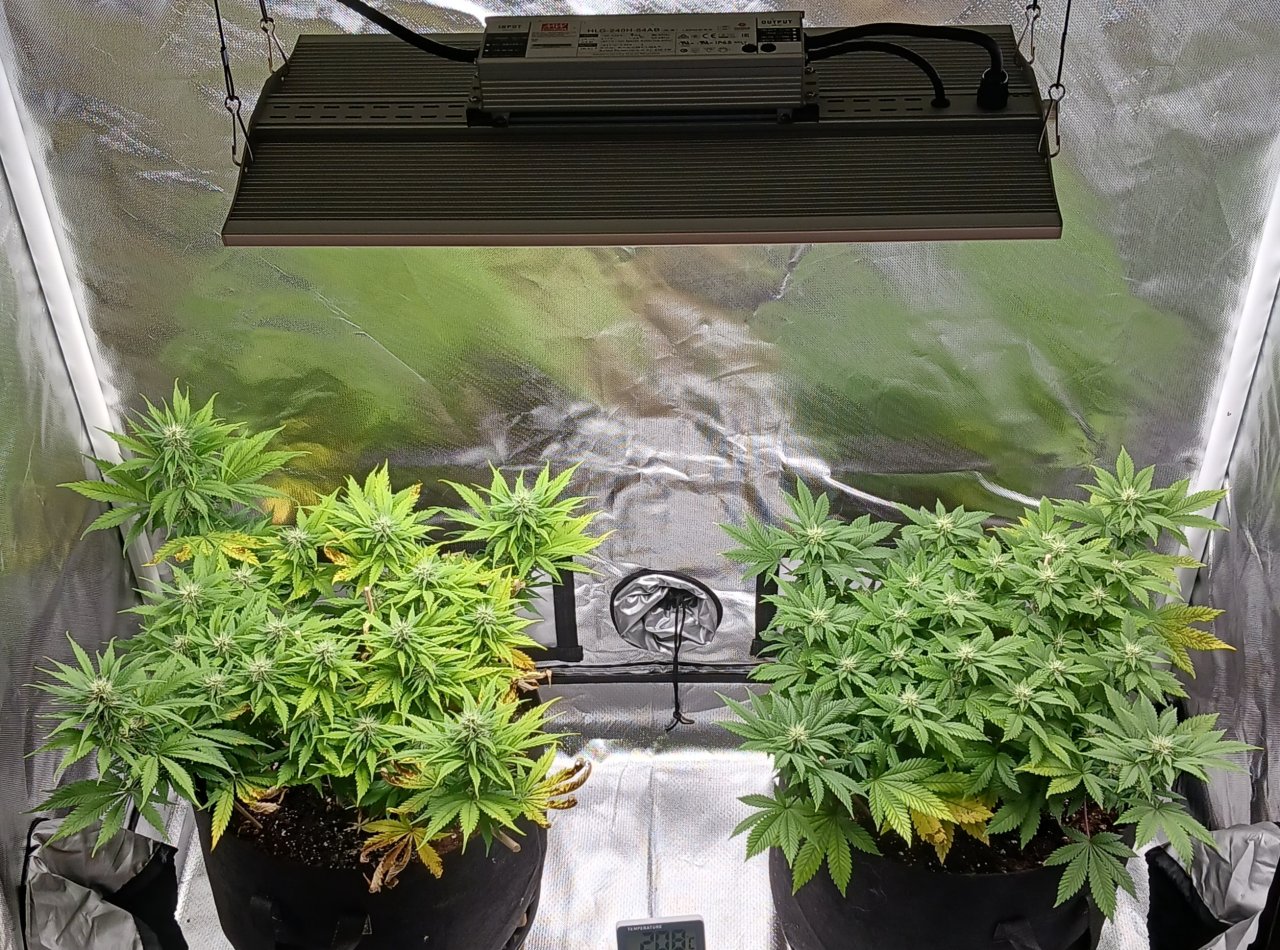 Viparspectra Grow 05 March 2023.jpg