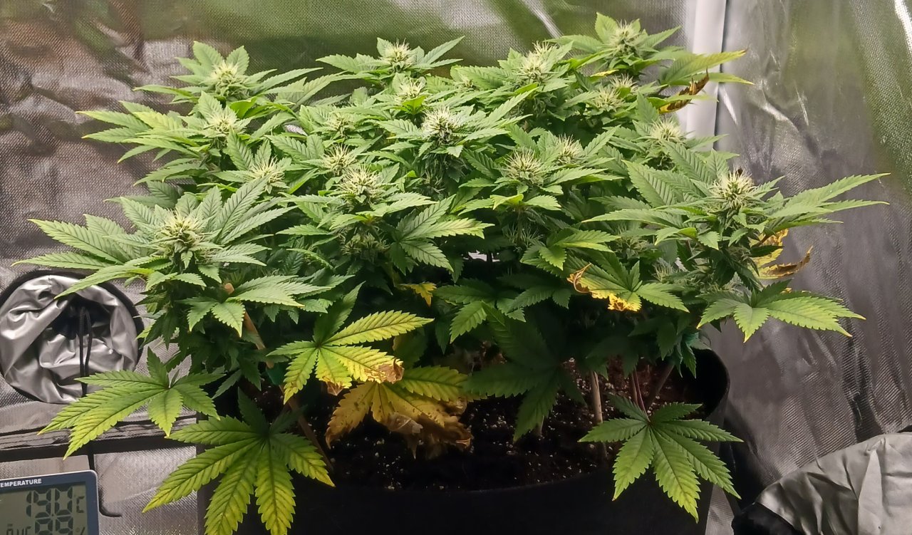 Viparspectra Grow 12 March 2023 Blueberry 1.jpg