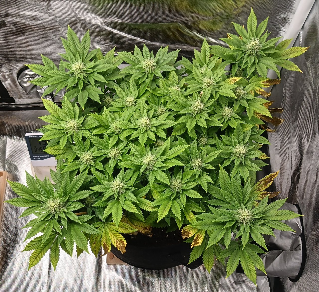 Viparspectra Grow 12 March 2023 Blueberry.jpg
