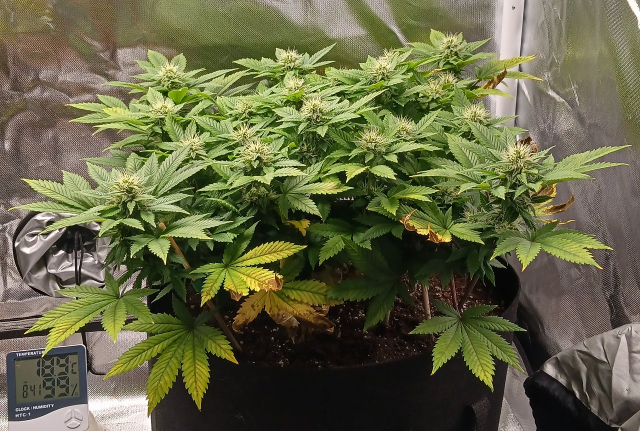 Viparspectra Grow 13 March 2023 Blueberry 1.jpg