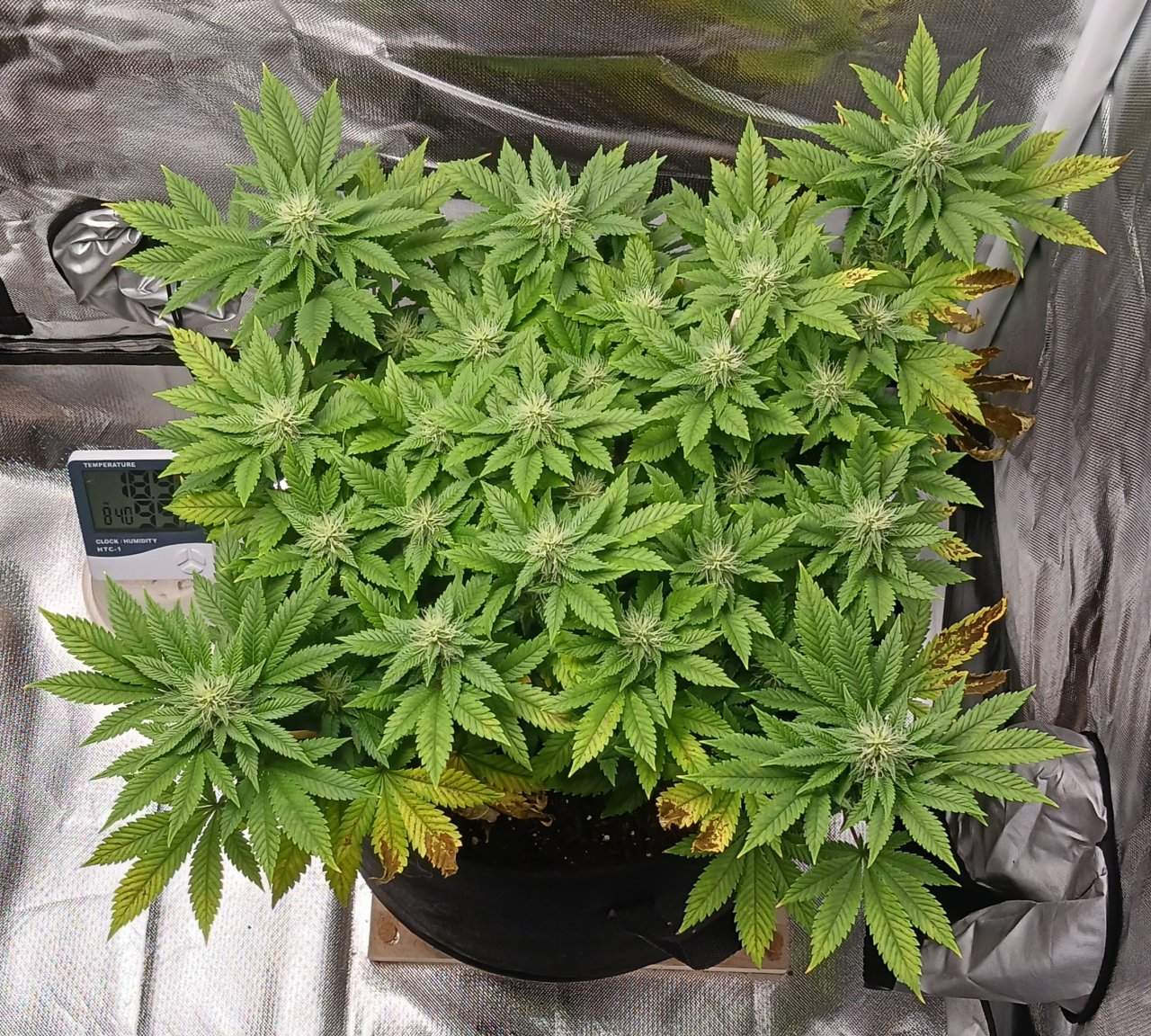 Viparspectra Grow 13 March 2023 Blueberry.jpg
