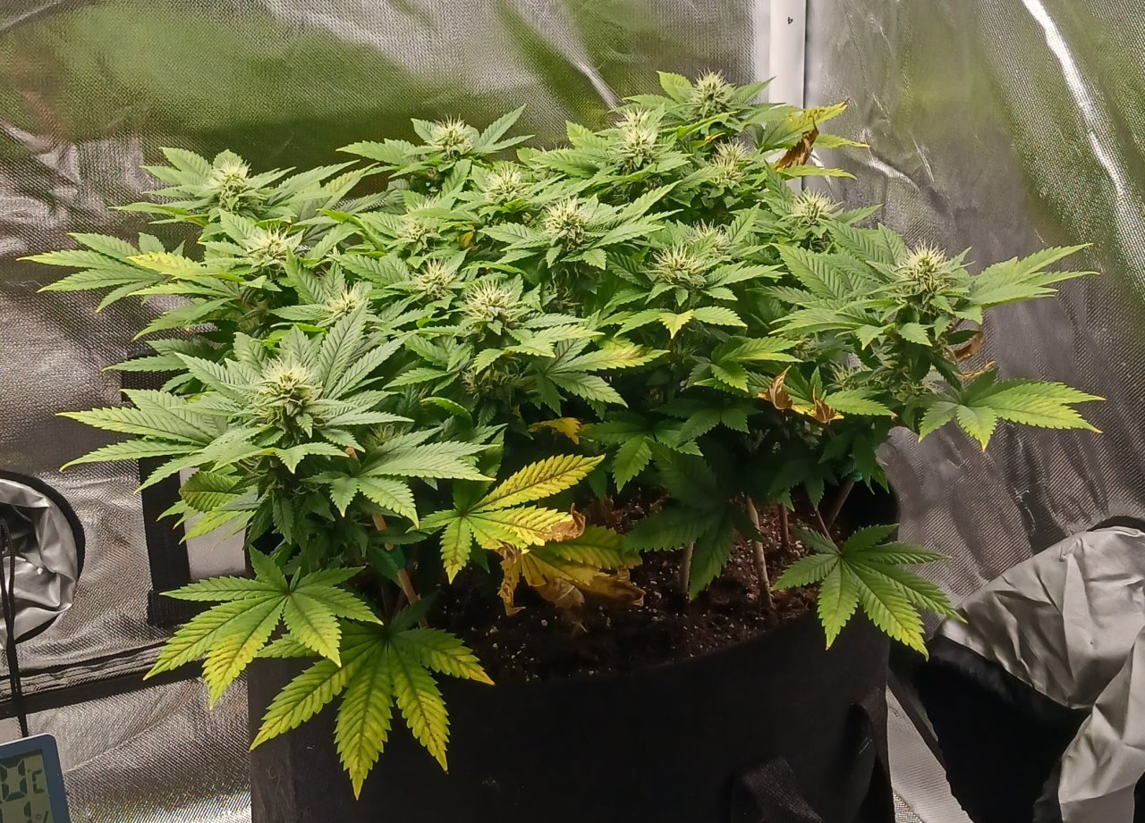 Viparspectra Grow 14 March 2023 Blueberry 1.jpg
