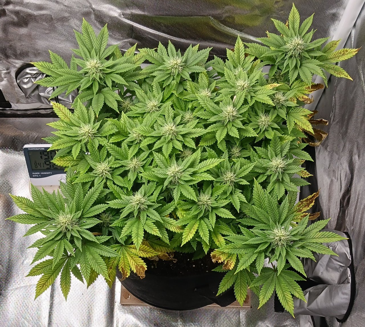 Viparspectra Grow 14 March 2023 Blueberry.jpg