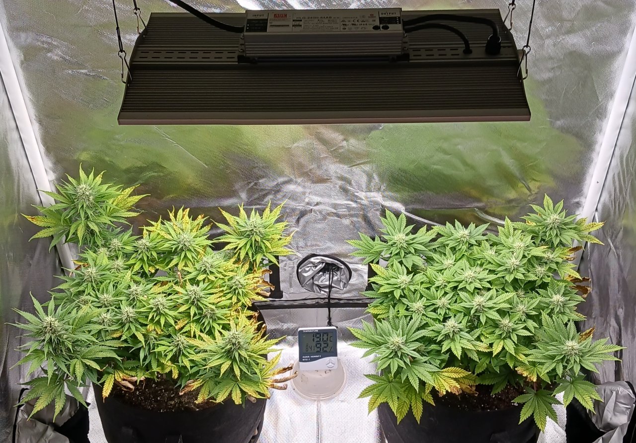 Viparspectra Grow 14 March 2023.jpg