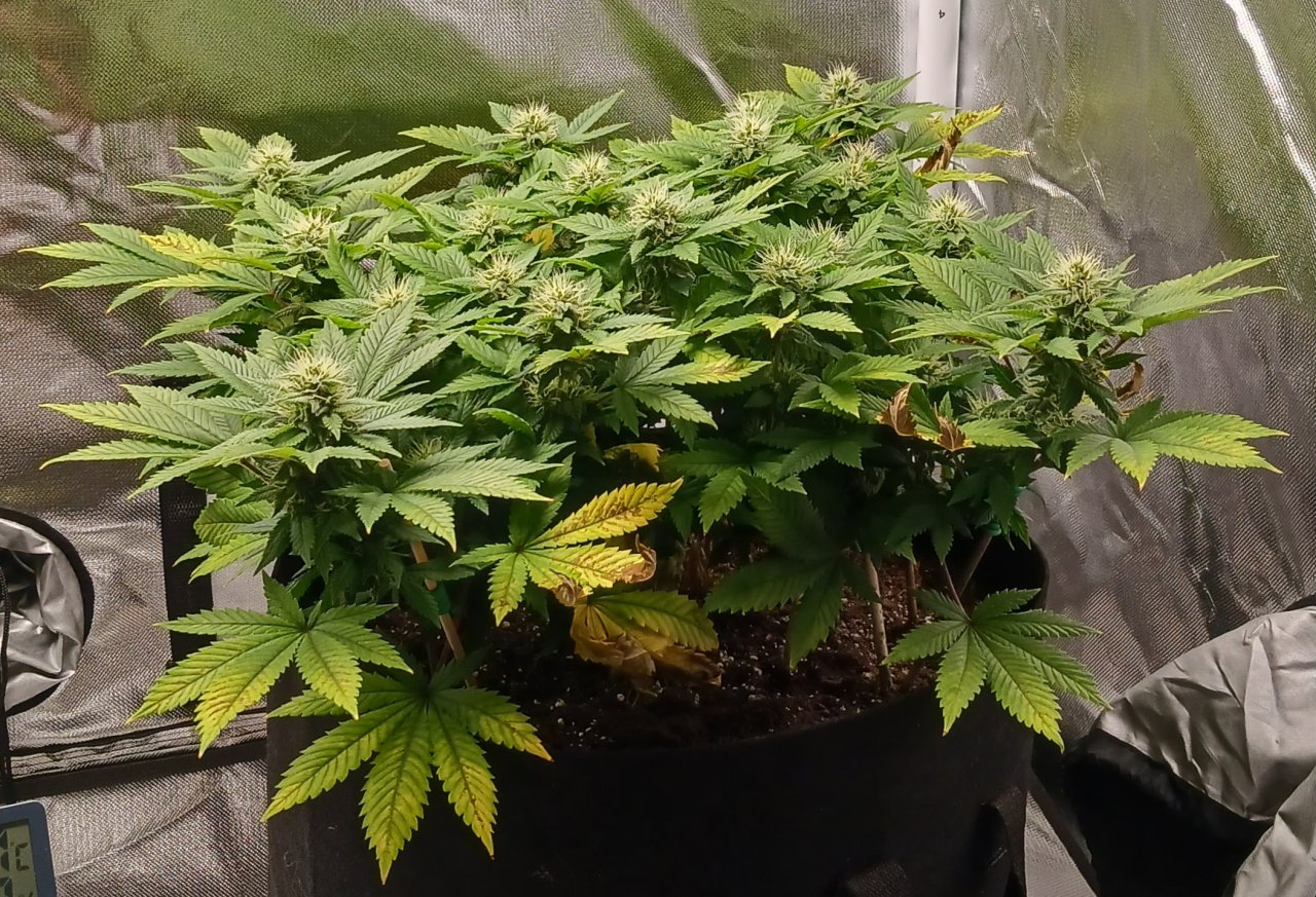 Viparspectra Grow 15 March 2023 Blueberry 1.jpg