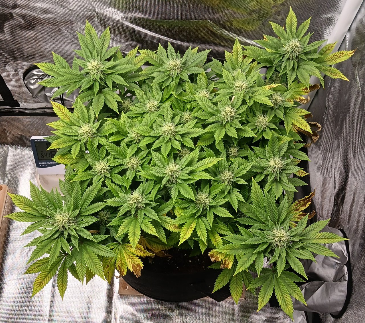 Viparspectra Grow 15 March 2023 Blueberry.jpg