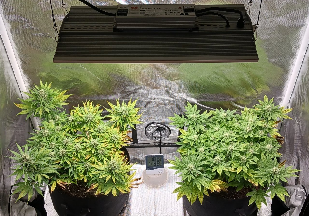 Viparspectra Grow 15 March 2023.jpg