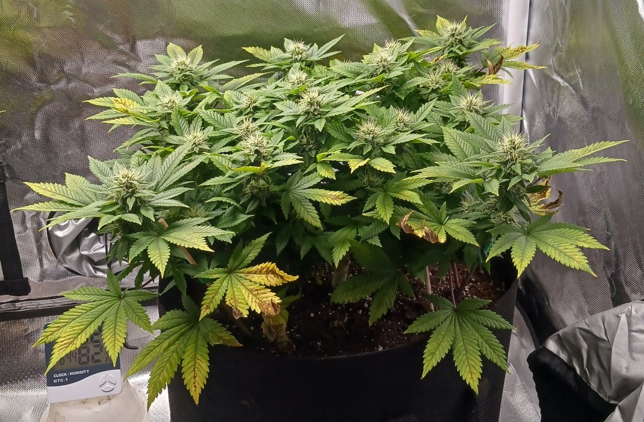 Viparspectra Grow 16 March 2023 Blueberry 1.jpg