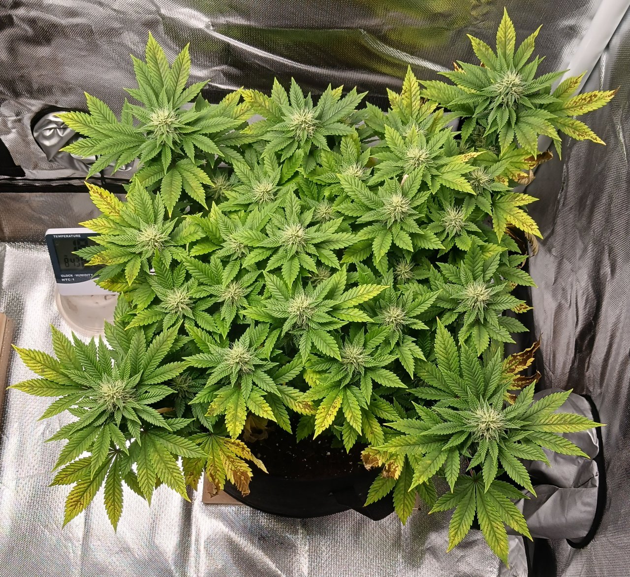 Viparspectra Grow 16 March 2023 Blueberry.jpg
