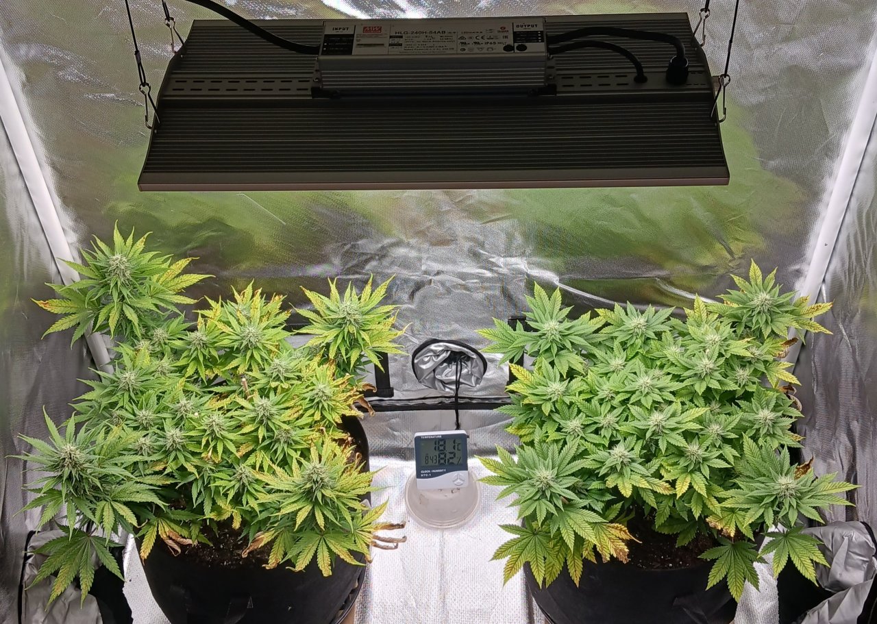Viparspectra Grow 16 March 2023.jpg