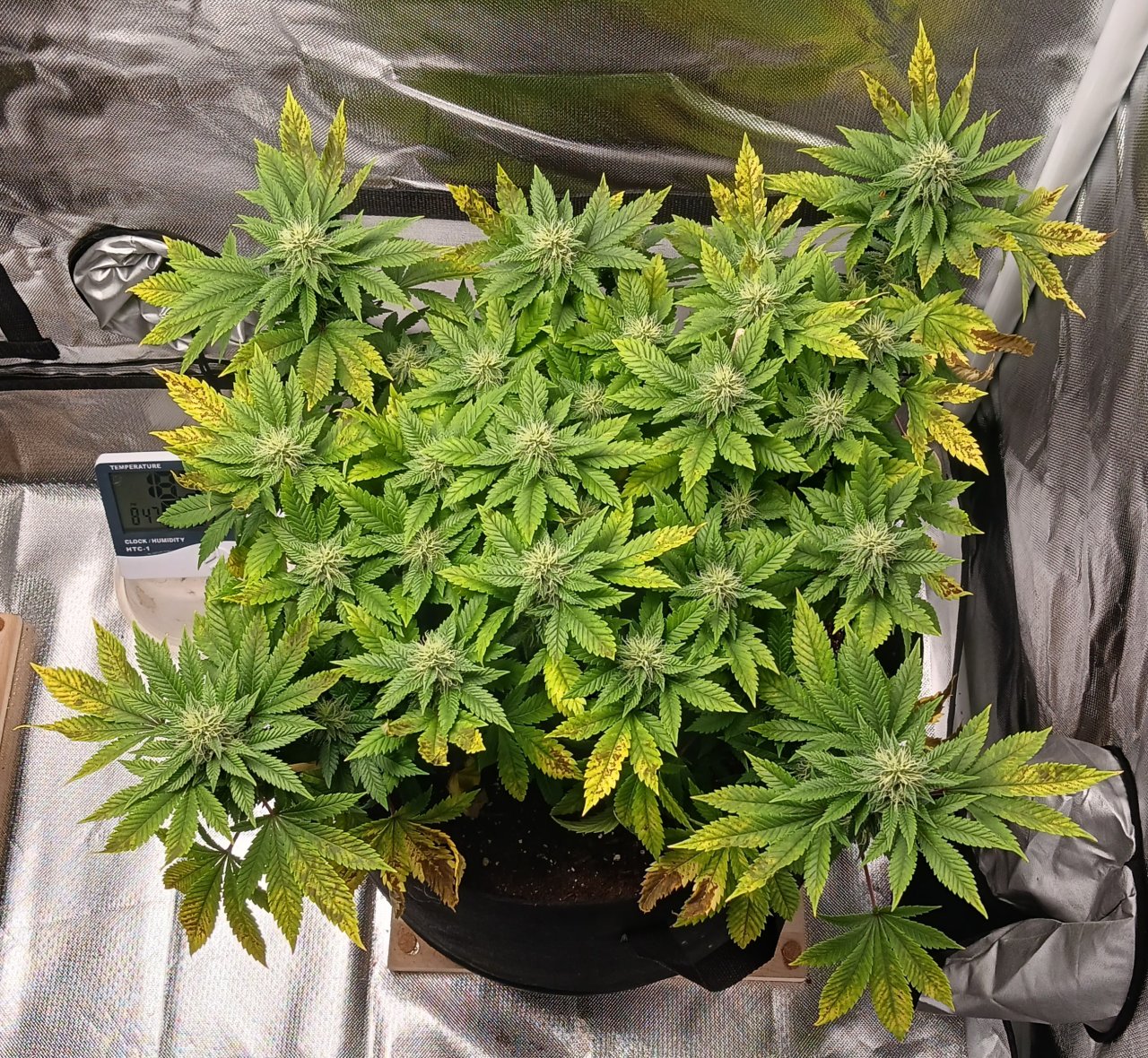 Viparspectra Grow 17 March 2023 Blueberry.jpg