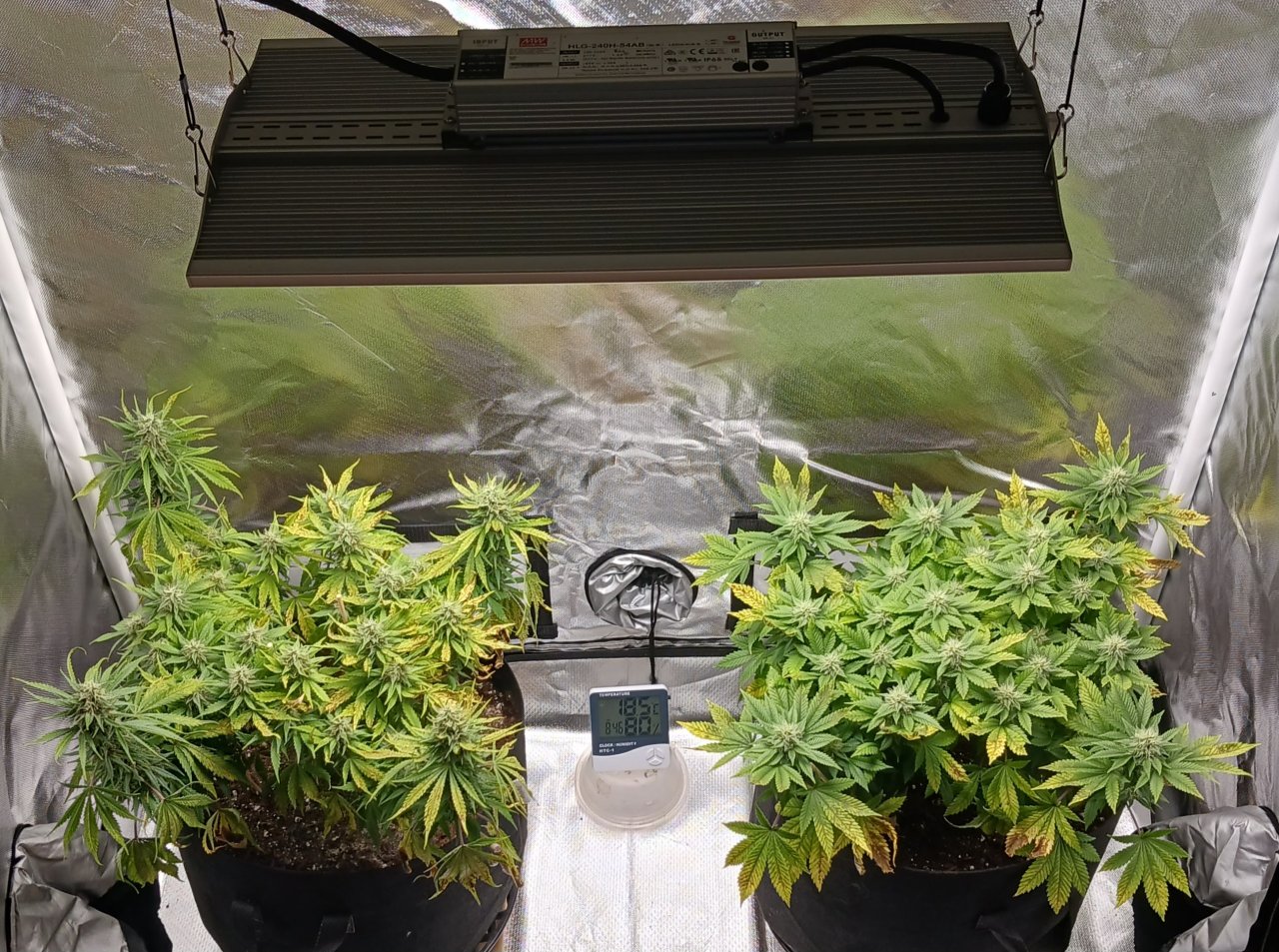 Viparspectra Grow 17 March 2023.jpg