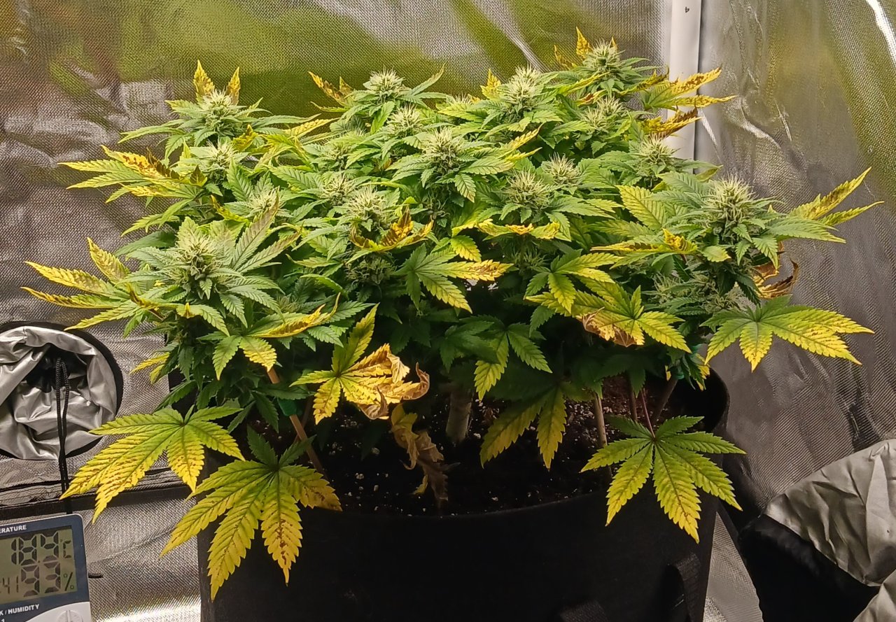 Viparspectra Grow 18 March 2023 Blueberry 1.jpg
