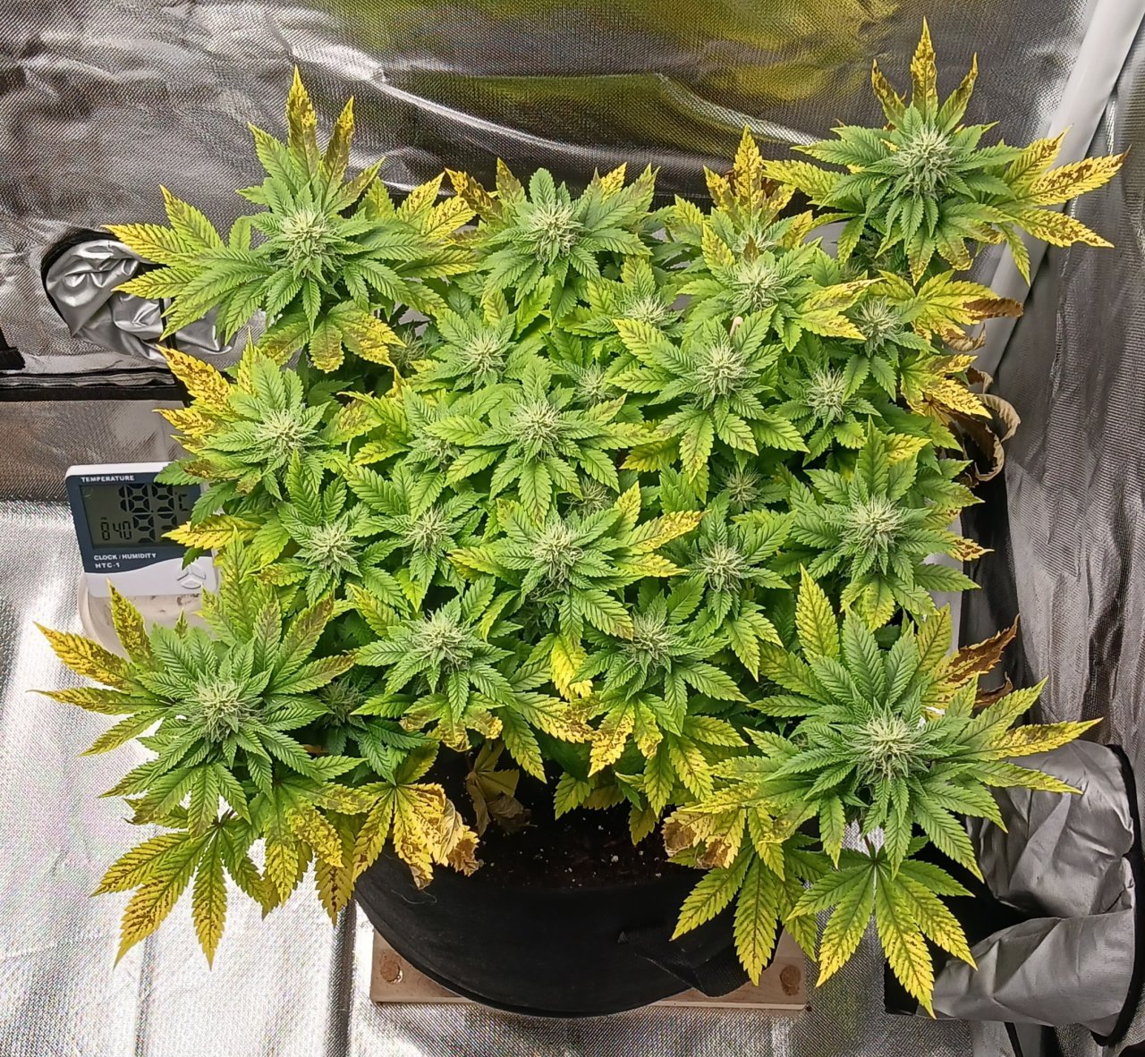 Viparspectra Grow 18 March 2023 Blueberry.jpg