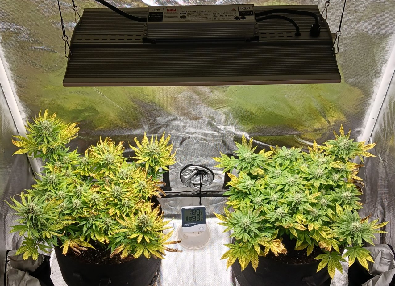 Viparspectra Grow 18 March 2023.jpg