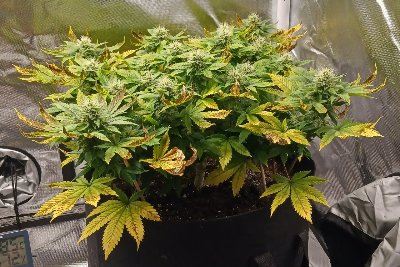 Viparspectra Grow 19 March 2023 Blueberry 1.jpg