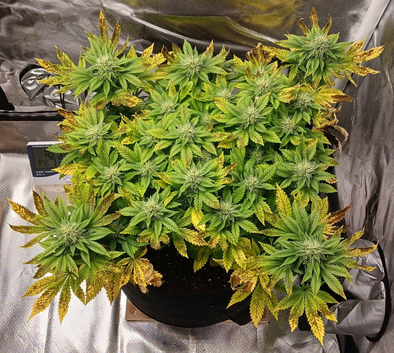 Viparspectra Grow 19 March 2023 Blueberry.jpg