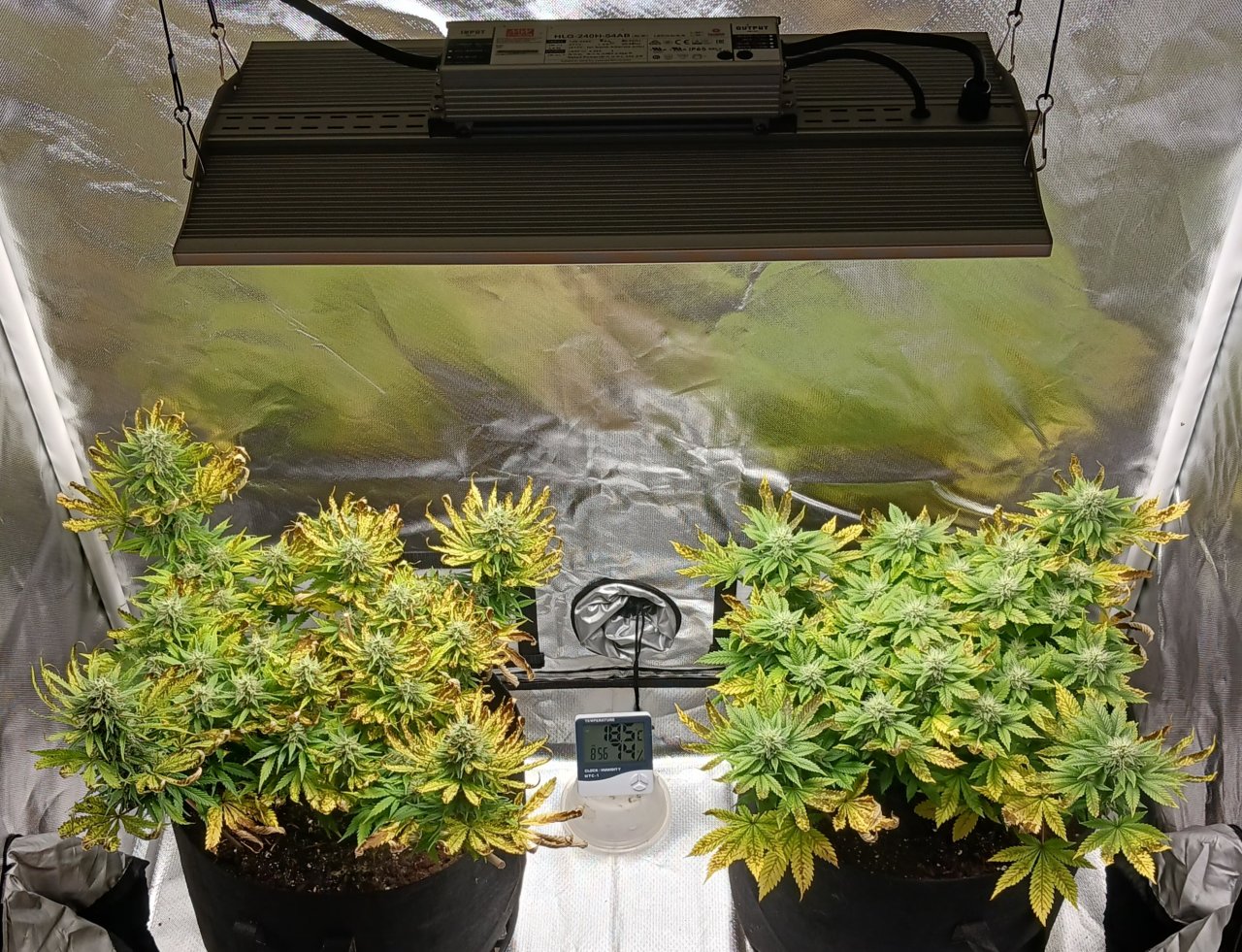 Viparspectra Grow 19 March 2023.jpg