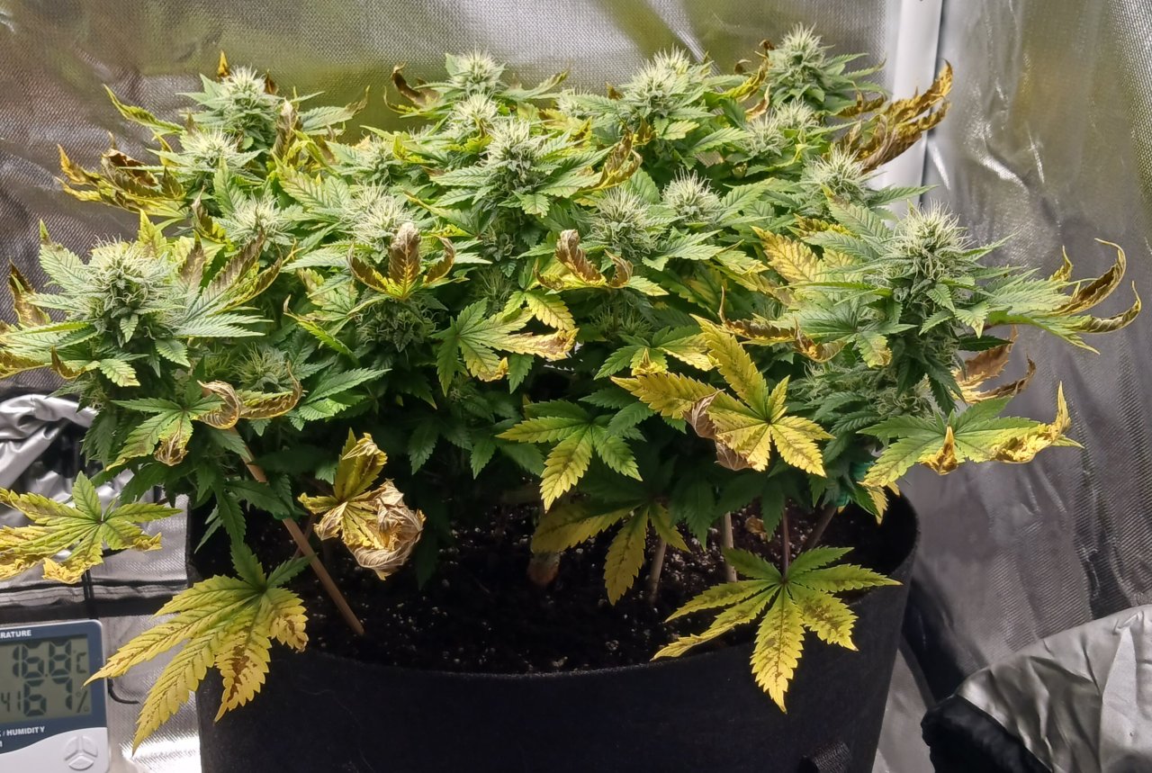 Viparspectra Grow 20 March 2023 Blueberry 1.jpg