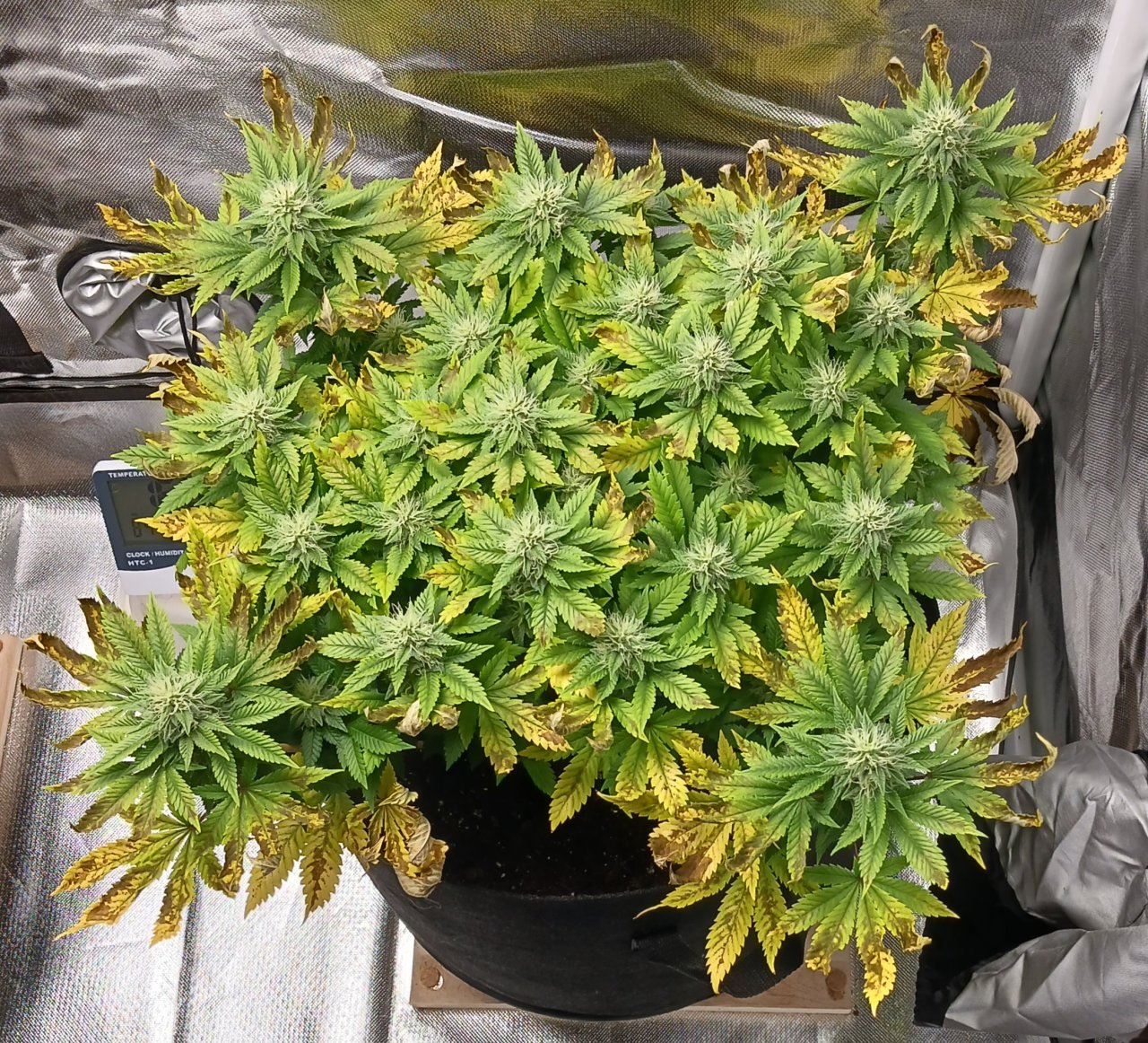 Viparspectra Grow 20 March 2023 Blueberry.jpg