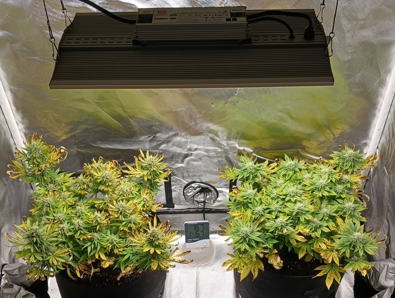 Viparspectra Grow 20 March 2023.jpg
