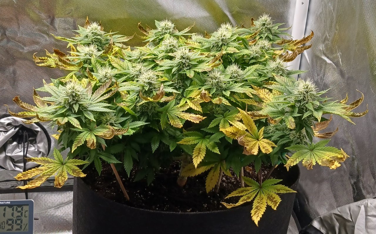 Viparspectra Grow 21 March 2023 Blueberry 1.jpg