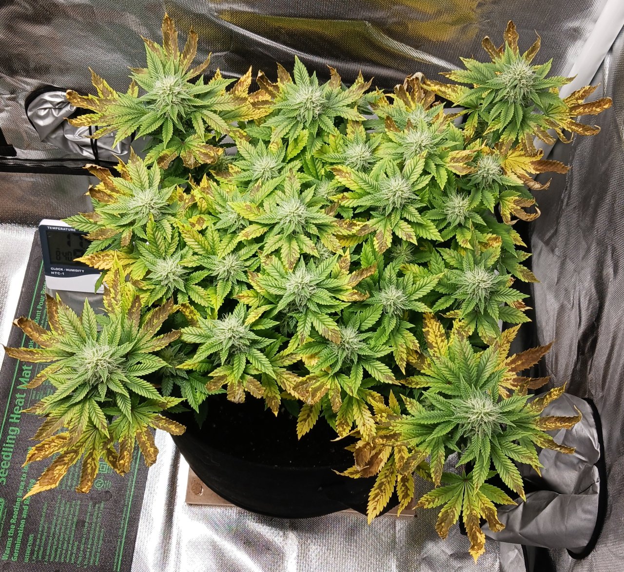 Viparspectra Grow 21 March 2023 Blueberry.jpg