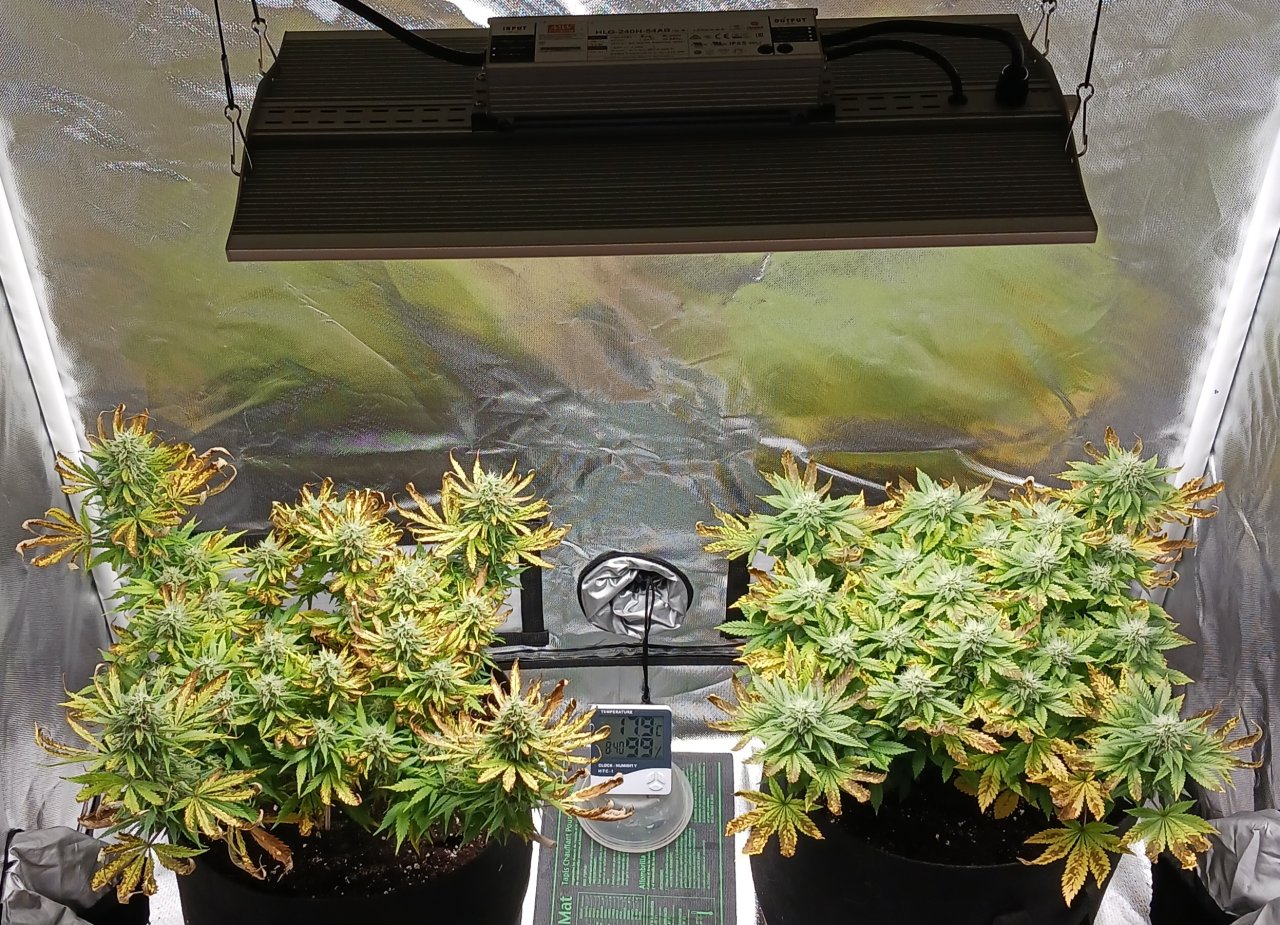 Viparspectra Grow 21 March 2023.jpg