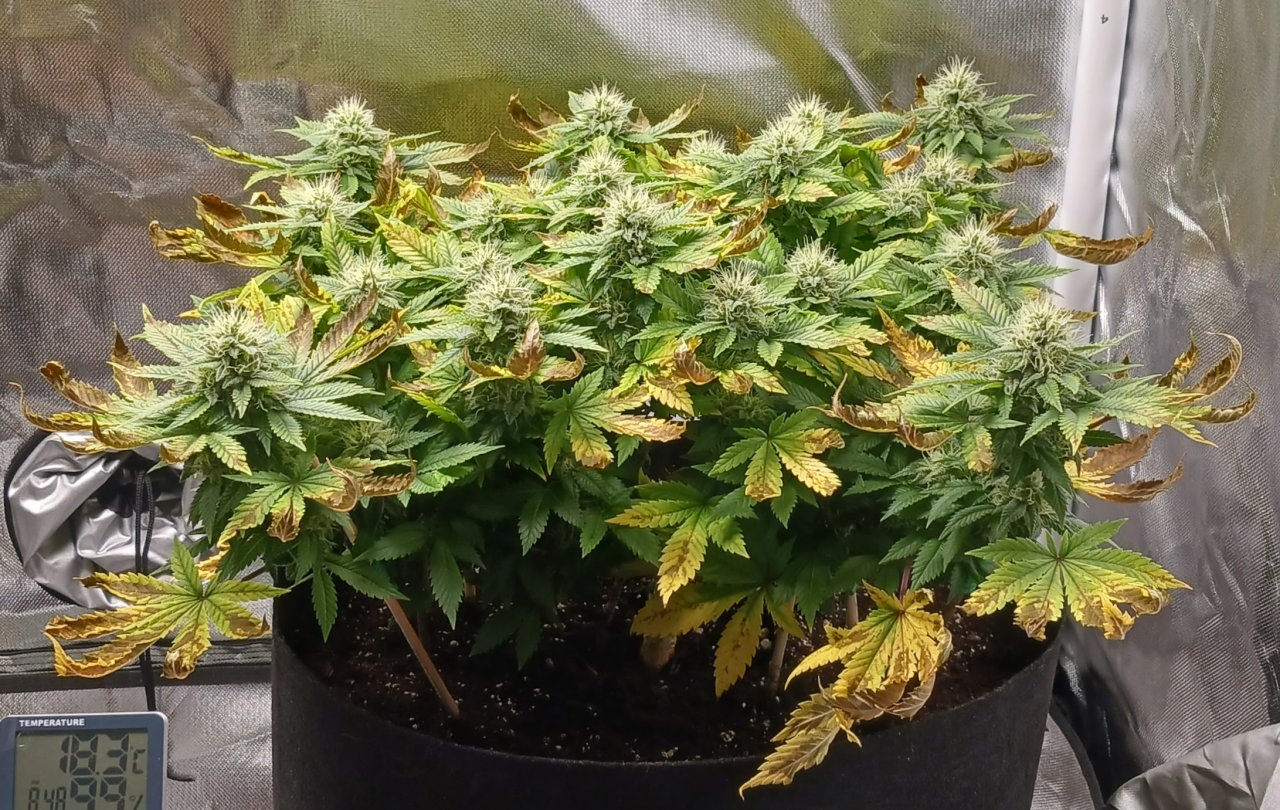 Viparspectra Grow 22 March 2023 Blueberry 1.jpg
