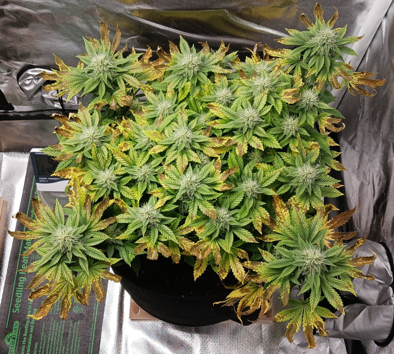 Viparspectra Grow 22 March 2023 Blueberry.jpg