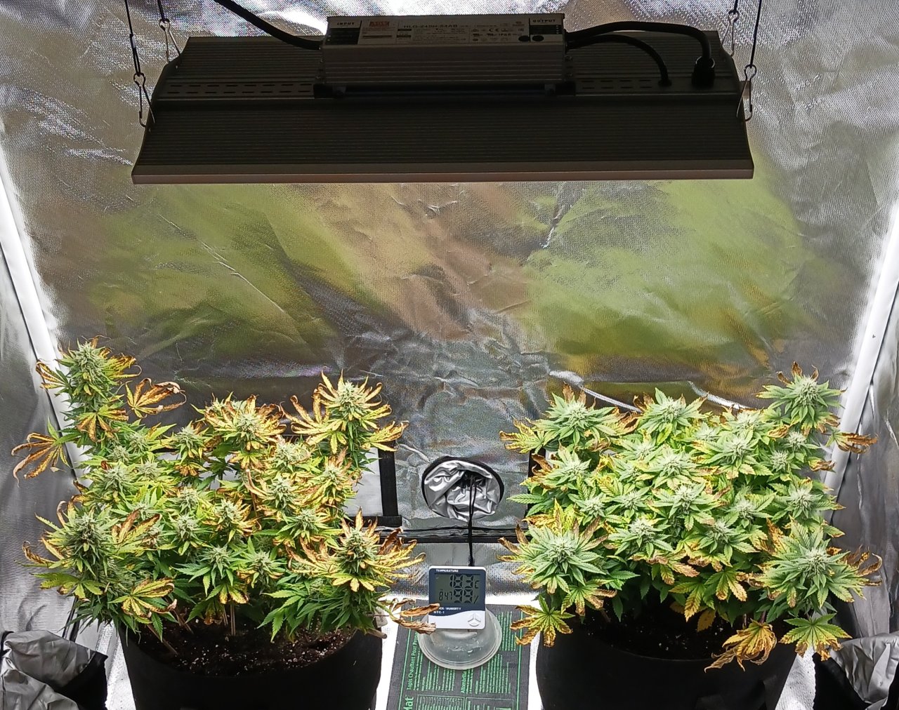 Viparspectra Grow 22 March 2023.jpg
