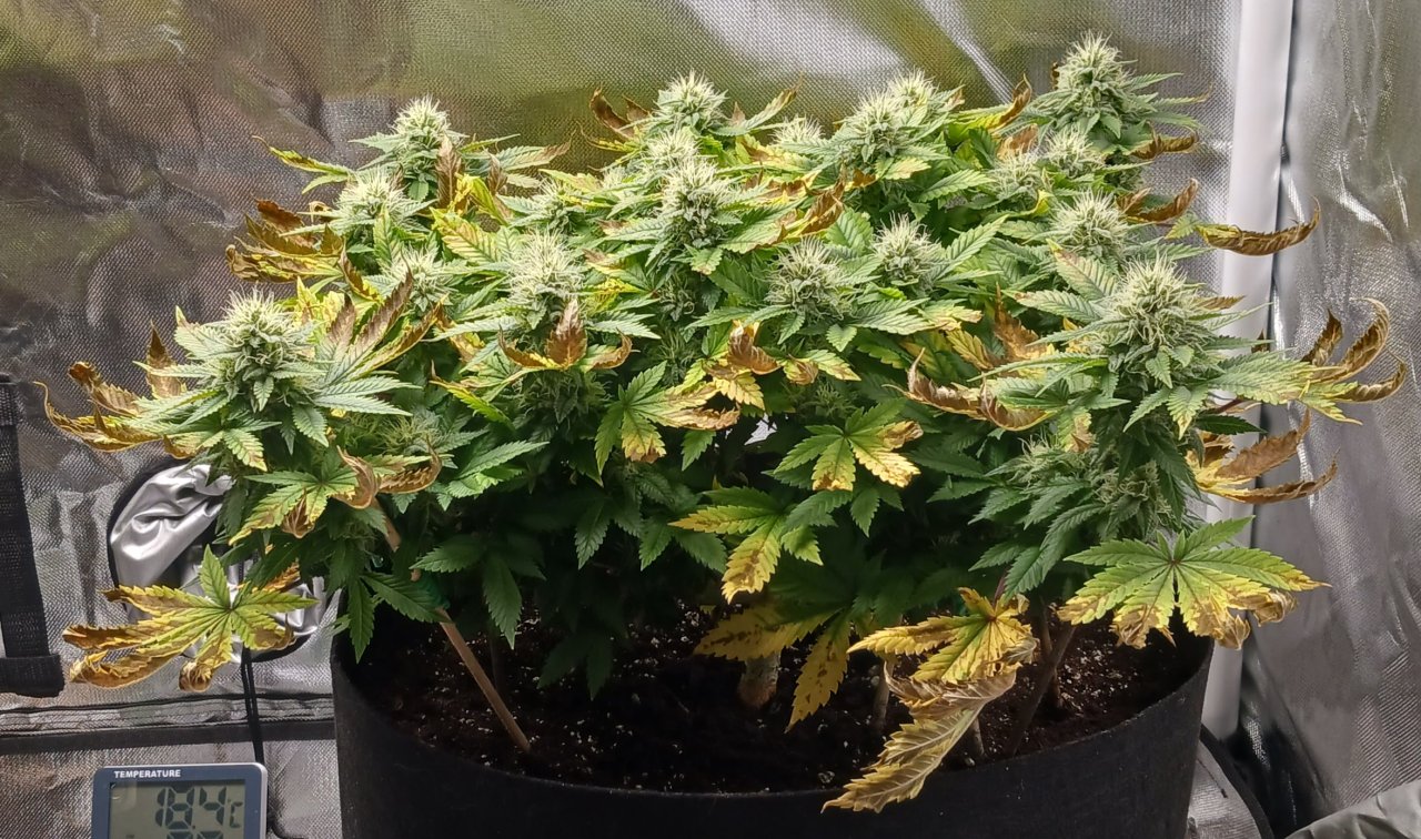 Viparspectra Grow 23 March 2023 Blueberry 1.jpg