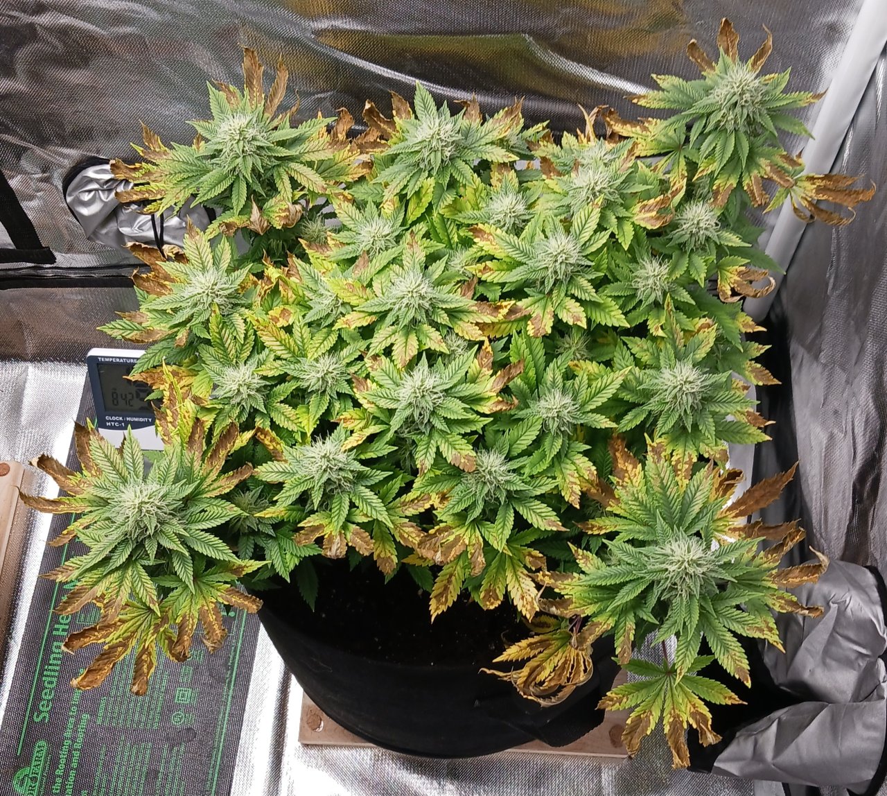 Viparspectra Grow 23 March 2023 Blueberry.jpg