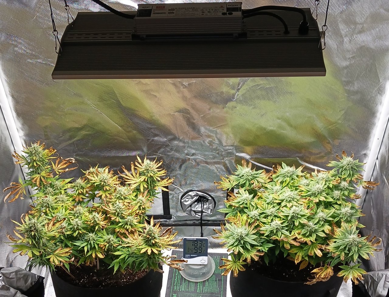 Viparspectra Grow 23 March 2023.jpg