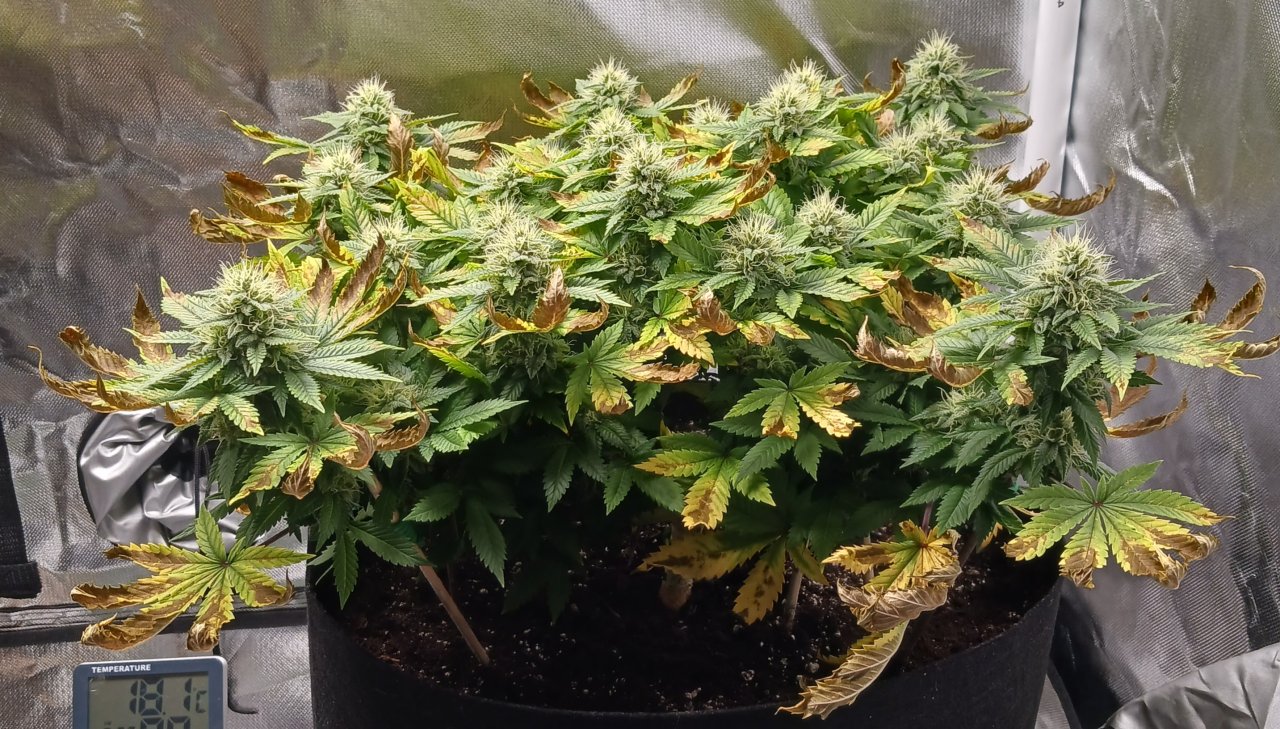 Viparspectra Grow 24 March 2023 Blueberry 1.jpg
