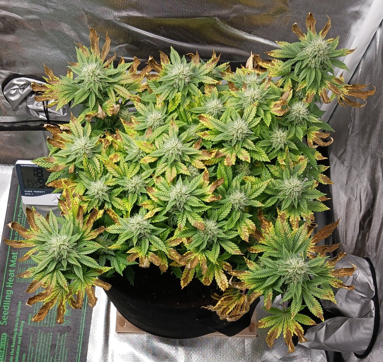Viparspectra Grow 24 March 2023 Blueberry.jpg
