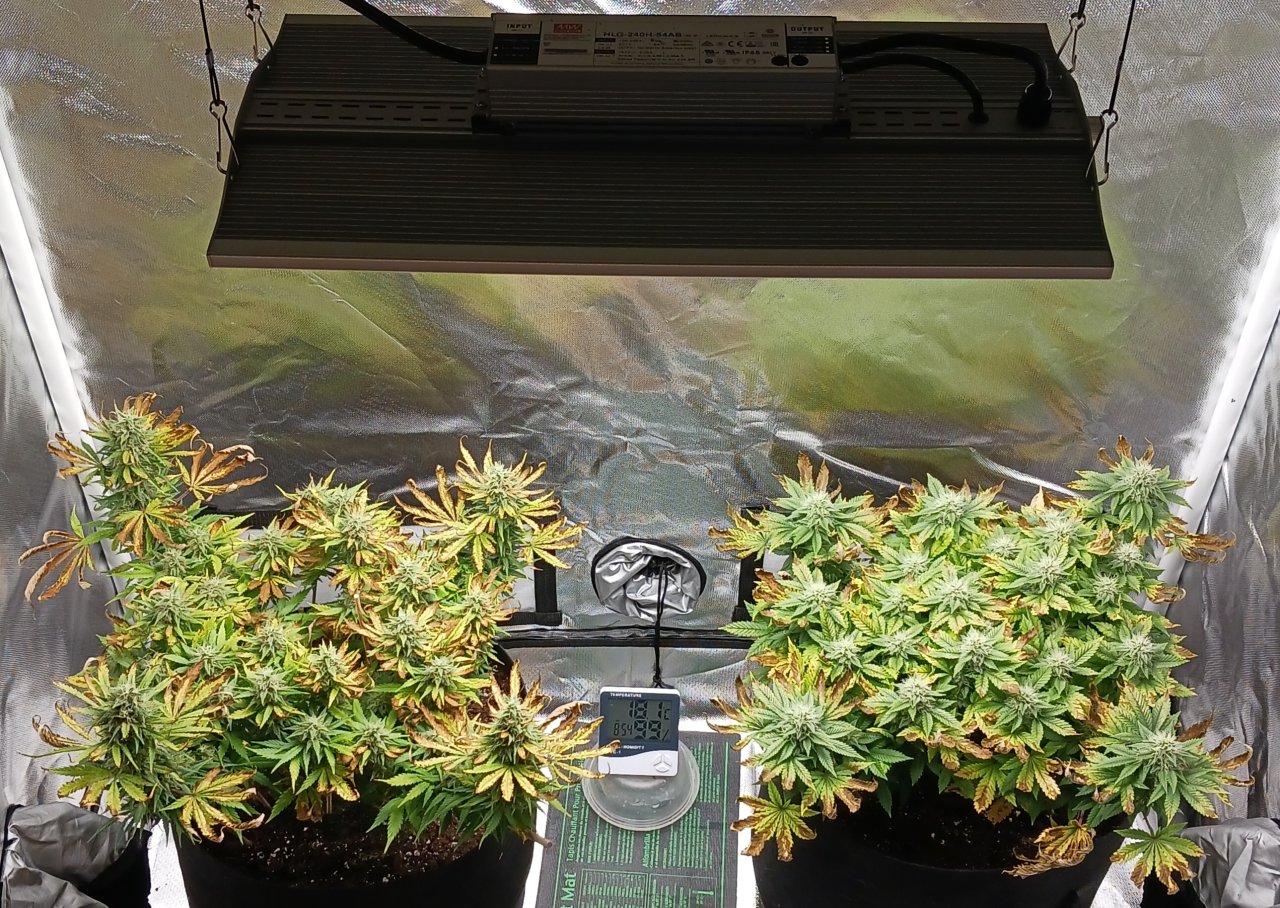 Viparspectra Grow 24 March 2023.jpg