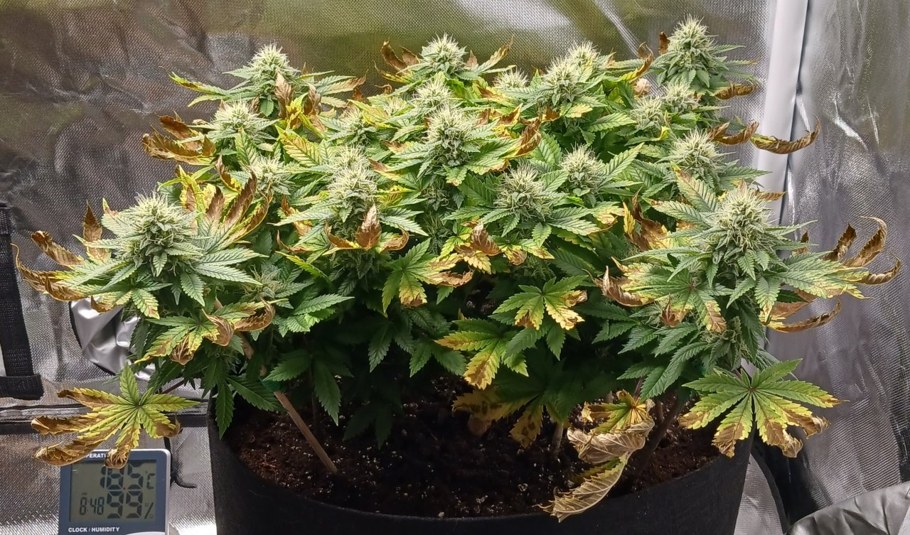 Viparspectra Grow 25 March 2023 Blueberry 1.jpg