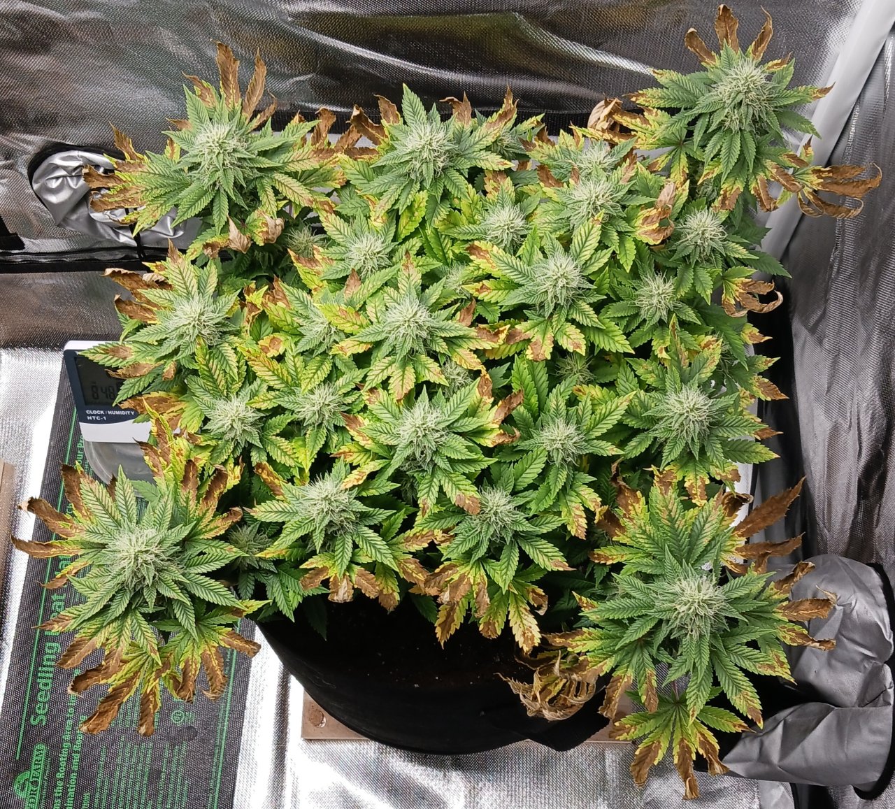 Viparspectra Grow 25 March 2023 Blueberry.jpg