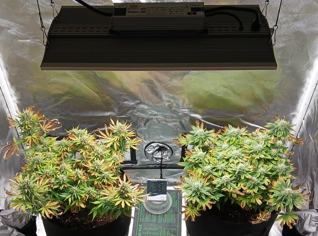 Viparspectra Grow 25 March 2023.jpg